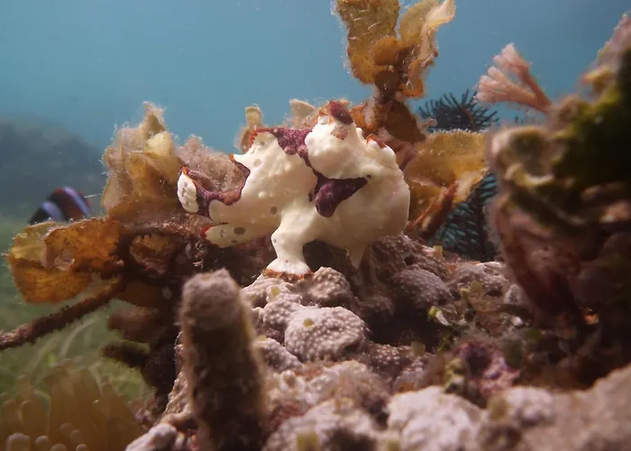Dive Spot And Brumini Resort Boljoon