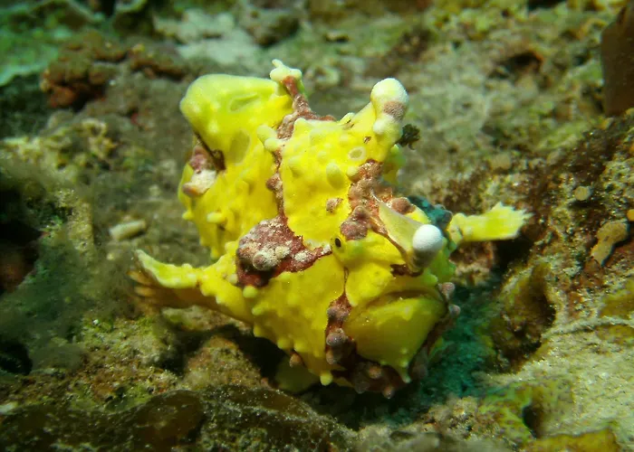 Resort Dive Spot And Brumini 4*