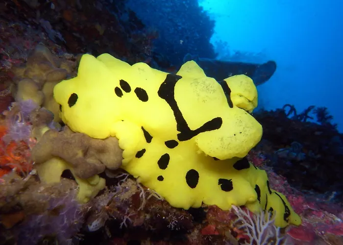 Dive Spot And Brumini Resort Boljoon