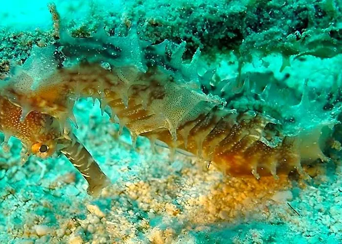 Dive Spot And Brumini Resort Boljoon